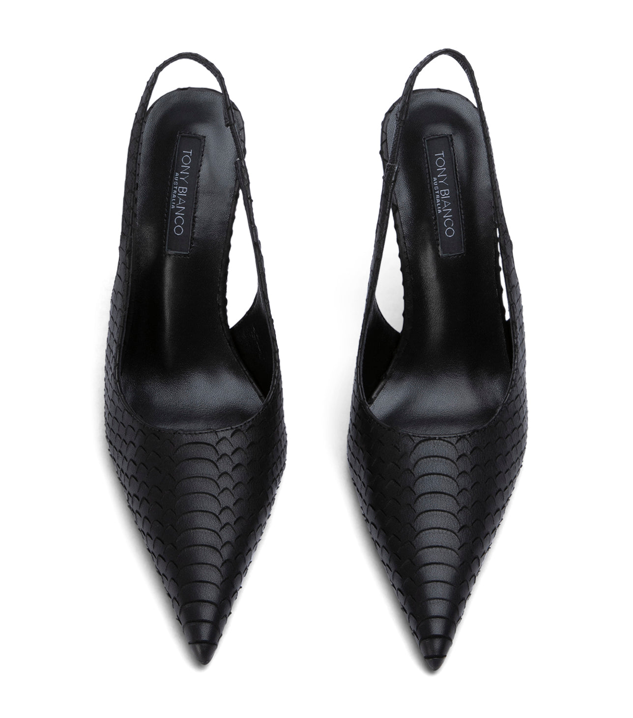Ivy Black Python