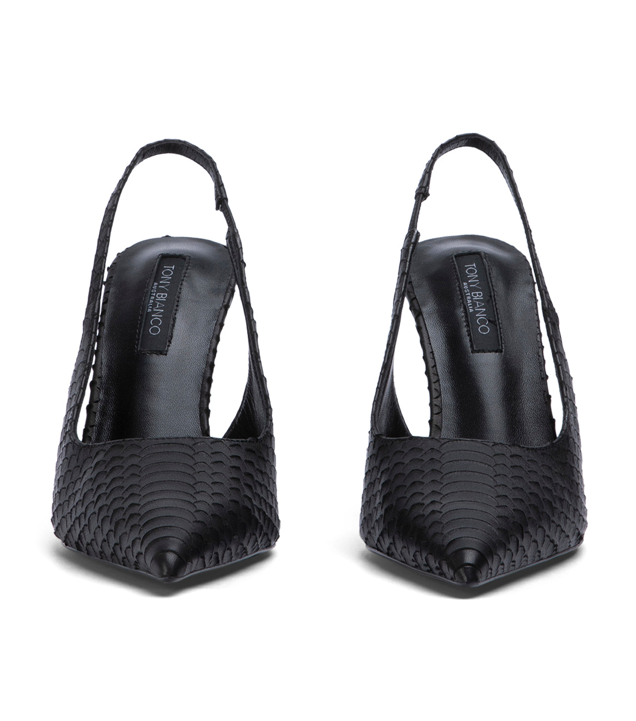 Ivy Black Python
